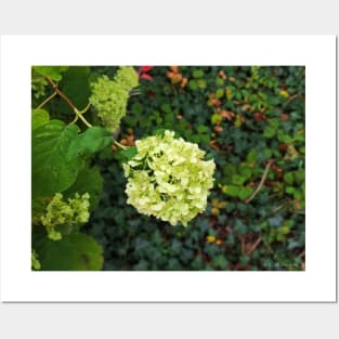 White Hydrangea Posters and Art